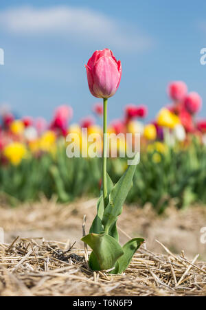 Viola fiore solitudine davanti a un campo di tulipani Foto Stock