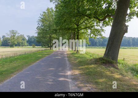 Paesaggio olandese con pavimentazione in pietra del paese su strada e alberi Foto Stock