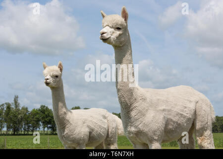 Due peruviani alpaca in olandese un parco animale Foto Stock