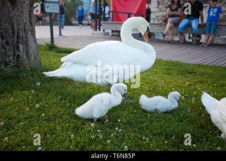 Little White Swan bambino impara a camminare su erba verde accanto alla madre Foto Stock