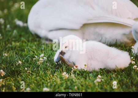 Little White Swan bambino impara a camminare su erba verde accanto alla madre Foto Stock