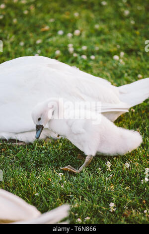 Little White Swan bambino impara a camminare su erba verde accanto alla madre Foto Stock