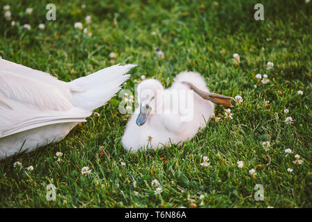 Little White Swan bambino impara a camminare su erba verde accanto alla madre Foto Stock