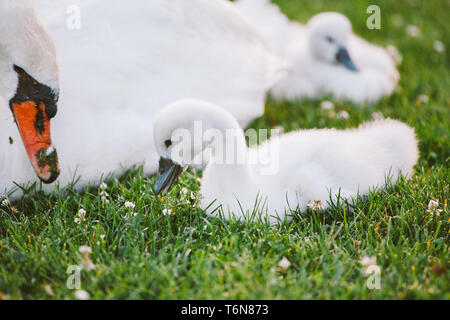 Little White Swan bambino impara a camminare su erba verde accanto alla madre Foto Stock