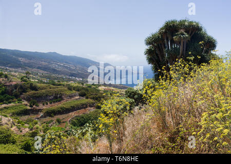 La lussureggiante vegetazione a costa di La Palma Foto Stock