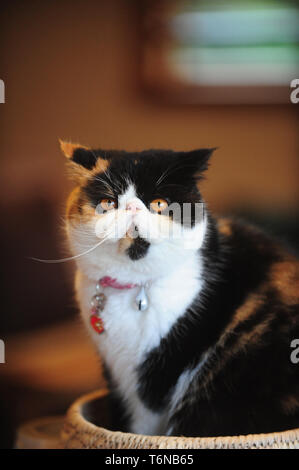 Un persiano gatto esotici in seduta il cestello guardando la telecamera Foto Stock