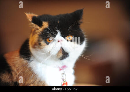 Un persiano gatto esotici in seduta il cestello guardando la telecamera Foto Stock