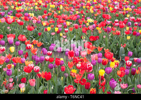 Bella tulipani colorati nei Paesi Bassi Foto Stock