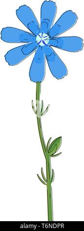 Disegno del fiore di cicoria con broccoli blu e bianco disco floreali su una spessa stelo verde con un vettore bud il colore di disegno o illustrazione Illustrazione Vettoriale