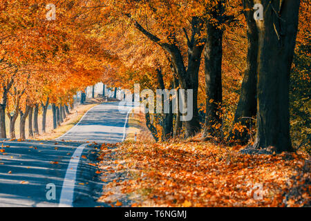 Bellissimi alberi su un vicolo in autunno Foto Stock