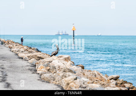 Orientale pellicano bruno a Venezia, Florida sul molo arroccato con l uomo la pesca in background Foto Stock