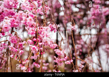 Kyoto, Giappone appeso piange la fioritura dei ciliegi sakura albero in primavera con giardino fiorito bokeh sfondo sfocato dal tempio Kiyomizudera Foto Stock