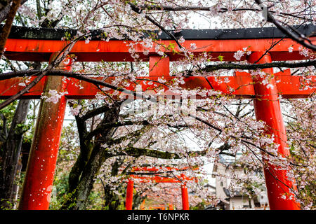 Kyoto, Giappone la fioritura dei ciliegi sakura alberi in primavera con fiori che sbocciano nel parco giardino e rosso arancione Takenaka Inari Jinja cancelli del Santuario Foto Stock