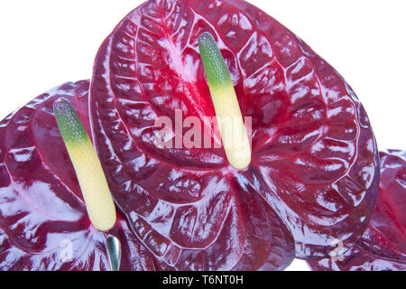Viola anthurium (Flamingo flower) isolato su bianco Foto Stock