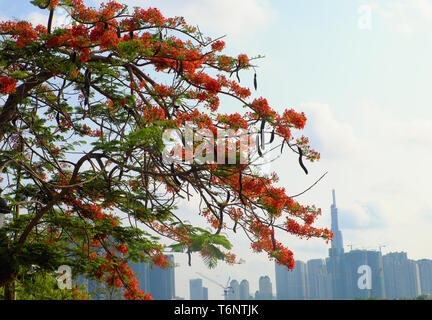 Flamboyant tree o phoenix fiore, struttura urbana che fioriscono rosso brillante fiori nella stagione estiva, bellissimo fiore sul ramo di albero dalla vista dal basso Foto Stock