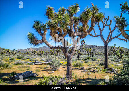 Alberi di Joshua a Joshua Tree National Park, California Foto Stock