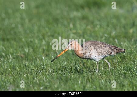 Nero-tailed godwit (Limosa limosa) viene eseguito su un prato, Frisia orientale, Bassa Sassonia, Germania Foto Stock