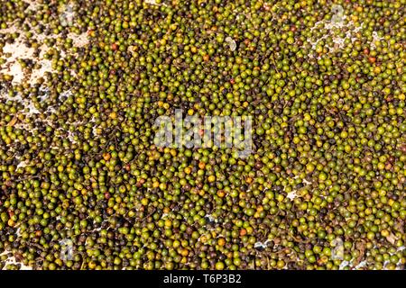 Frutti di caffè sono stabilite per essiccazione, Senmonorom, la coltivazione del caffè, Sen Monorom, zone di Mondulkiri provincia, Cambogia Foto Stock