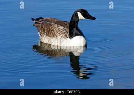 Floating Canada goose (Branta canadensis) riflesso nell'acqua, Schleswig-Holstein, Germania Foto Stock