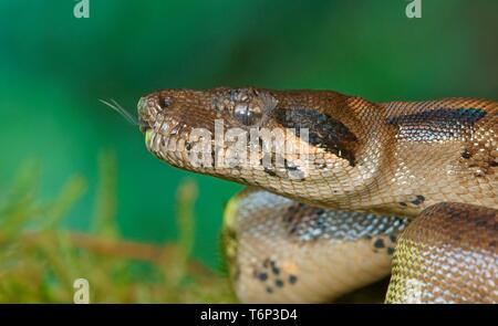 Comune Boa settentrionale (Boa constrictor imperator), animale ritratto, Costa Rica Foto Stock