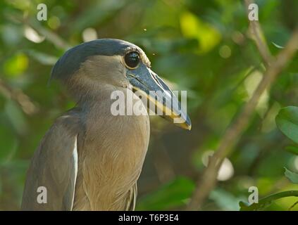 Barca-fatturato heron (Cochlearius cochlearius) si siede nella struttura ad albero, animale ritratto, Costa Rica Foto Stock