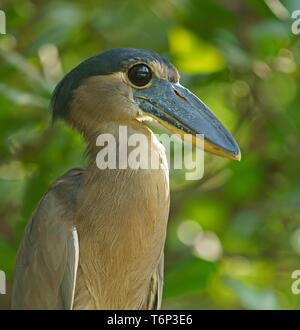 Barca-fatturato heron (Cochlearius cochlearius) si siede nella struttura ad albero, animale ritratto, Costa Rica Foto Stock