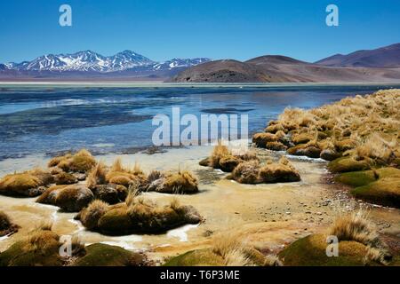 Salt Lake nel Altiplano Salar de Maricunga, Tres Cruzes National Park, Nord del Cile, Cile Foto Stock