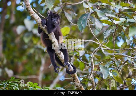 Scimmia urlatrice (Alouatta) giacente sul ramo di albero, Maquenque Lodge nel nord della Costa Rica Foto Stock