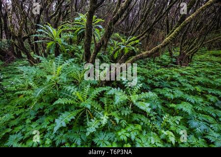 Cloud Forest, foresta laurel, Parco Nazionale di Garajonay, Sito Patrimonio Mondiale dell'UNESCO, La Gomera, isole Canarie, Spagna Foto Stock
