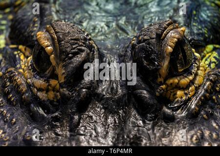 Gli occhi del Mississippi Alligator (Alligator mississippiensis), close-up, captive, Germania Foto Stock