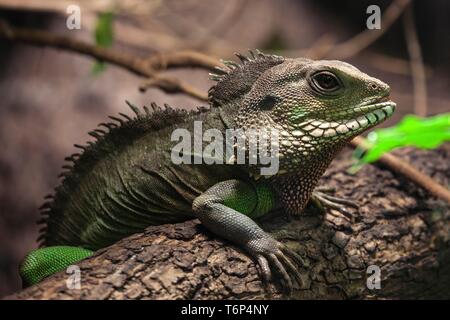 Acqua verde dragon (Physignathus cocincinus) sul ramo, captive, Germania Foto Stock