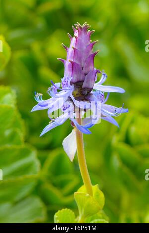 Scardy cat (pianta Coleus canina), Blossom, Germania Foto Stock