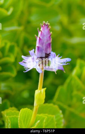 Scardy cat (pianta Coleus canina), Blossom, Germania Foto Stock