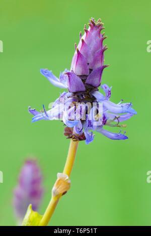 Scardy cat (pianta Coleus canina), Blossom, Germania Foto Stock