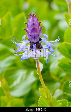 Scardy cat (pianta Coleus canina), Blossom, Germania Foto Stock