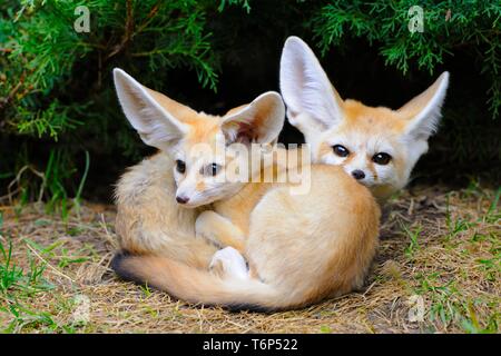 Fennec volpe (Vulpes vulpes zerda), due giovani animali, captive, il verificarsi del Nord Africa Foto Stock