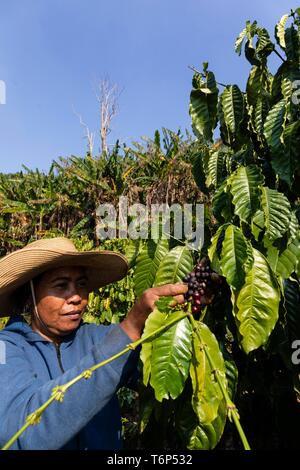 Lavoratore mature di prelievo di caffè in grani, caffè raccoglitrice in piantagione di caffè vicino Senmonorom, la coltivazione del caffè, Sen Monorom, zone di Mondulkiri Provincia, Cambogia Foto Stock