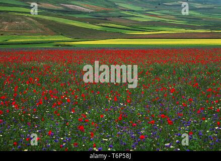Stagione di fioritura a inizio estate in pianoforte Grande, Italia, Europa Foto Stock