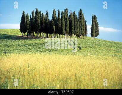 Gruppo di cipressi in Toscana, Italia, Europa Foto Stock