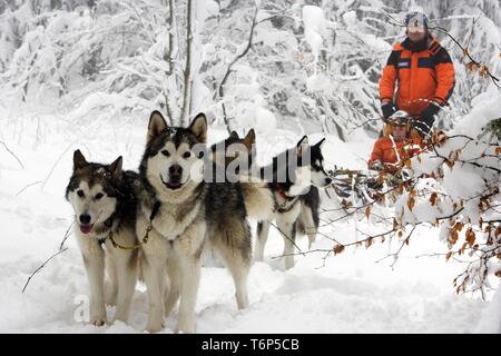 Cani da slitta nella neve profonda Foto Stock