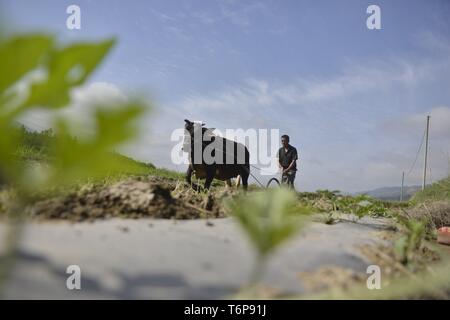 Qiandongnan, della Cina di Guizhou. Il 1 maggio, 2019. Un contadino ara in campi in Anle villaggio di Zhongcheng township di Rongjiang County, Qiandongnan Miao e Dong prefettura autonoma, a sud-est della Cina di Guizhou, 1 maggio 2019. Credito: Hu Tao/Xinhua/Alamy Live News Foto Stock