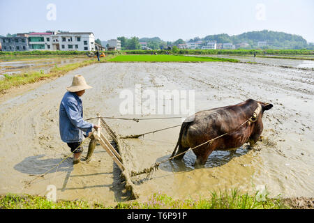 Hengyang, centrale provincia cinese di Hunan. Il 1 maggio, 2019. Un agricoltore lavora nei campi nel villaggio Xinzhangping di Xintang township di Hengdong County, Hengyang City, centrale provincia cinese di Hunan, 1 maggio 2019. Credito: Xiao Yahui/Xinhua/Alamy Live News Foto Stock