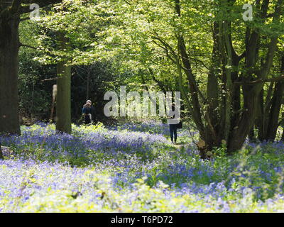 Hucking, Kent, Regno Unito. Il 2 maggio, 2019. Regno Unito: Meteo bluebells moquette del pavimento di bosco del Hucking Station Wagon nel Kent. Credito: James Bell/Alamy Live News Foto Stock