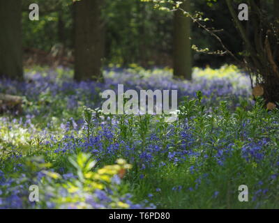 Hucking, Kent, Regno Unito. Il 2 maggio, 2019. Regno Unito: Meteo bluebells moquette del pavimento di bosco del Hucking Station Wagon nel Kent. Credito: James Bell/Alamy Live News Foto Stock