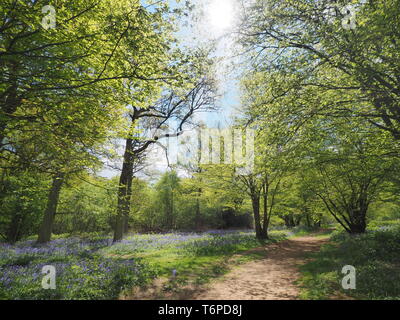 Hucking, Kent, Regno Unito. Il 2 maggio, 2019. Regno Unito: Meteo bluebells moquette del pavimento di bosco del Hucking Station Wagon nel Kent. Credito: James Bell/Alamy Live News Foto Stock