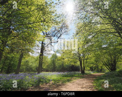 Hucking, Kent, Regno Unito. Il 2 maggio, 2019. Regno Unito: Meteo bluebells moquette del pavimento di bosco del Hucking Station Wagon nel Kent. Credito: James Bell/Alamy Live News Foto Stock