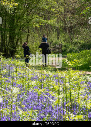 Hucking, Kent, Regno Unito. Il 2 maggio, 2019. Regno Unito: Meteo bluebells moquette del pavimento di bosco del Hucking Station Wagon nel Kent. Credito: James Bell/Alamy Live News Foto Stock