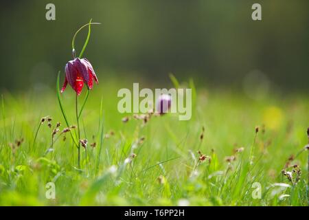 Snake head fritillary, daffodil a scacchi, scacchi fiore (Fritillaria meleagris su) in un prato Foto Stock