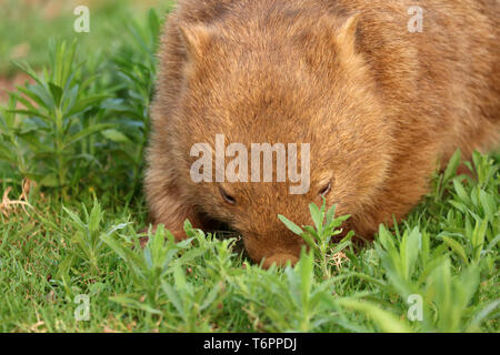 Wombat in Australia Foto Stock