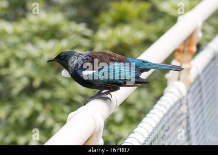 Un Tui arroccato su un corrimano in Zealandia ecosanctuary, Wellington, Nuova Zelanda Foto Stock